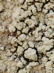 Lepraria membranacea