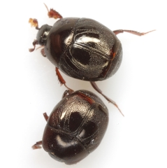 Xerosaprinus ignotus
