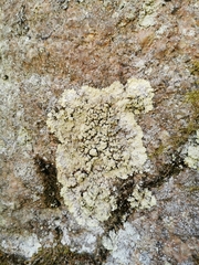 Lepraria membranacea