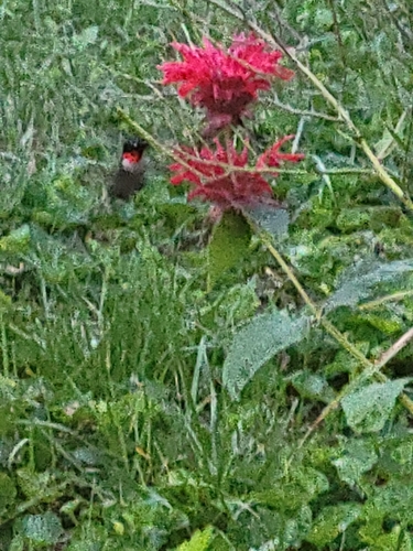 Ruby-throated Hummingbird photographed in Maine