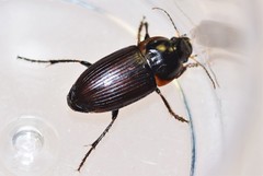 Anisodactylus rusticus