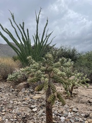 Cylindropuntia fulgida
