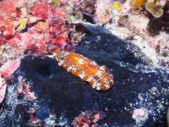 Aphelodoris lawsae