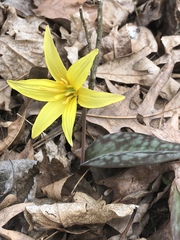 Erythronium rostratum