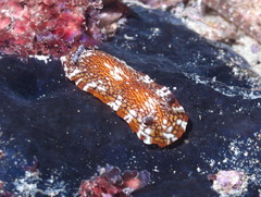Aphelodoris lawsae