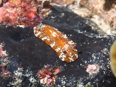 Aphelodoris lawsae