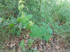 Matelea edwardsensis