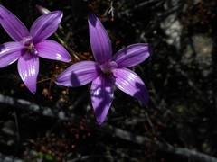 Elythranthera emarginata