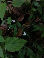 Tripogandra serrulata