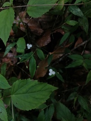 Tripogandra serrulata