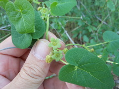Matelea edwardsensis