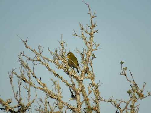 Cape White-eye (Zosterops virens), photo 8