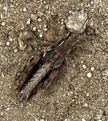 Melanoplus marshallii