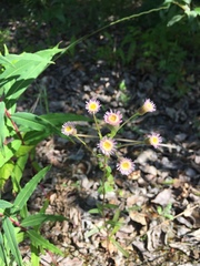 Erigeron acris kamtschaticus