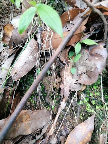 Zapotec Anole, Anolis zapotecorum