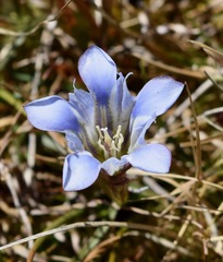 Gentiana bicuspidata