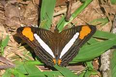 Adelpha thessalia