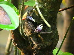 Episesarma versicolor