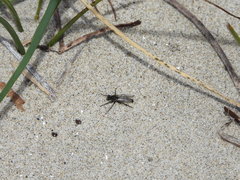 Lasiopogon