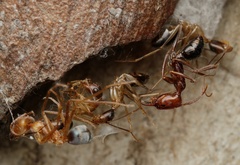 Zenodorus metallescens