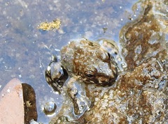 Litoria meiriana