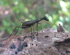 Derocrania