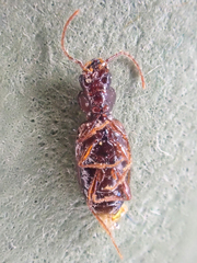 Phrypeus rickseckeri