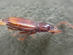 Phrypeus rickseckeri