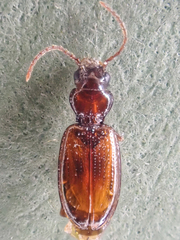 Phrypeus rickseckeri