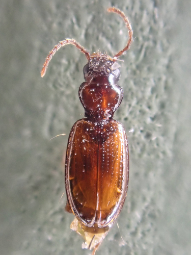 Phrypeus rickseckeri