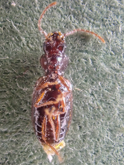 Phrypeus rickseckeri