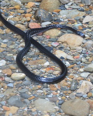 Chironius grandisquamis