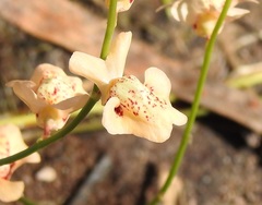 Utricularia fulva
