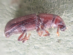 Rhyncolus