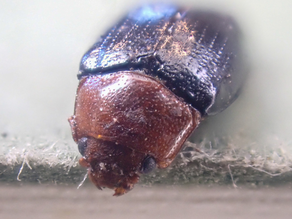 Triplax californica californica