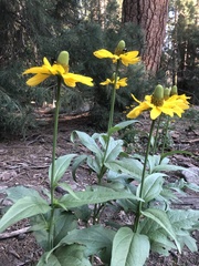 Rudbeckia californica