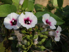 Ipomoea