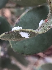Puto arctostaphyli
