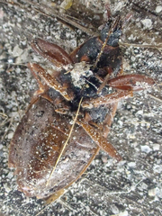 Gastrodes pacificus