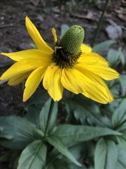 Rudbeckia californica