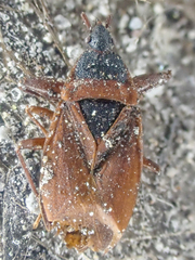 Gastrodes pacificus