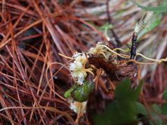 Cuscuta volcanica