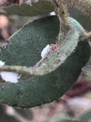 Puto arctostaphyli