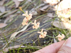 Utricularia fulva