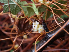 Cuscuta volcanica