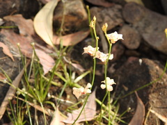 Utricularia fulva
