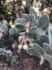Puto arctostaphyli