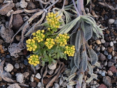 Draba jorullensis