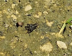 Allonemobius maculatus