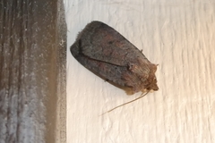 Protolampra sobrina